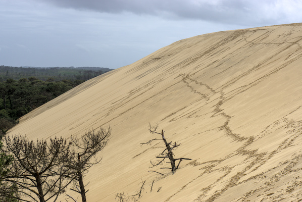 large sand dune with trees on the side