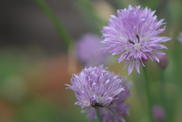 two flowers of chive in detail